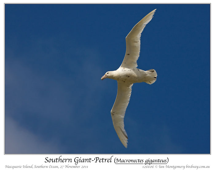 Southern Giant Petrel (Macronectes giganteus) by Ian