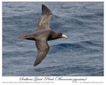 Southern Giant Petrel (Macronectes giganteus) by Ian