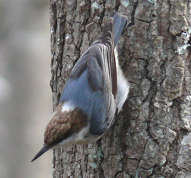 Brown-headed Nuthatch (Sitta pusilla) ©WikiC