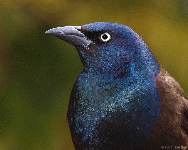 Common Grackle (Quiscalus quiscula) ©©Eric Begin