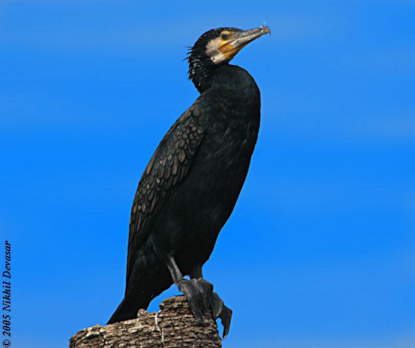 Updated The Bible Birds Cormorant Page Lee's Birdwatching Adventures