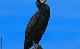 Updated: The Bible Birds Cormorant&nbsp;Page