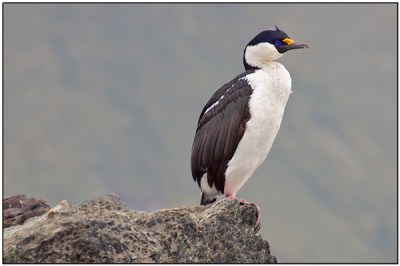 Imperial Shag (Leucocarbo atriceps) by Daves BirdingPix