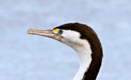 Avian And Attributes –&nbsp;Imperial