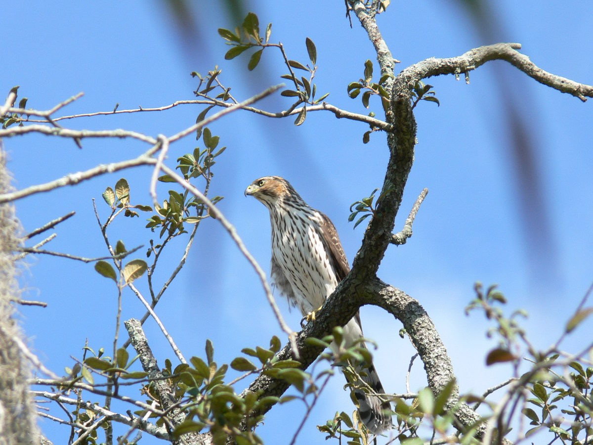 Lowry Pk Zoo Cooper's Hawk Wild by Lee