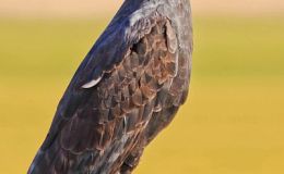 Sunday Inspiration – Veteran’s&nbsp;Day