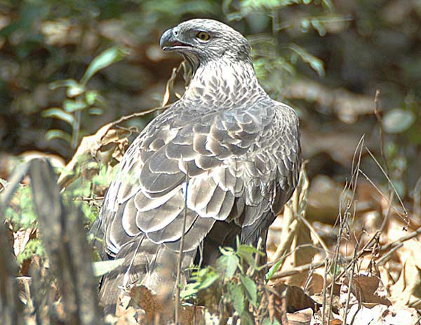 Changeable Hawk-Eagle (Nisaetus cirrhatus) by Nikhil Devasar