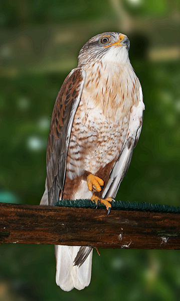 Ferruginous Hawk (Buteo regalis) ©WikiC