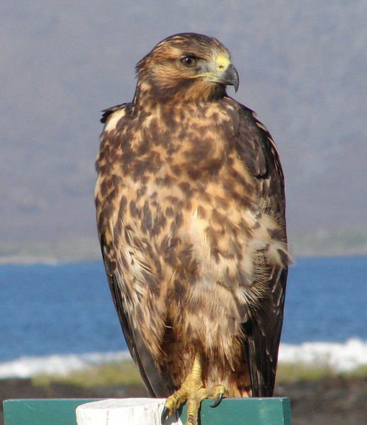 Galapagos Hawk (Buteo galapagoensis) ©WikiC Juvenile
