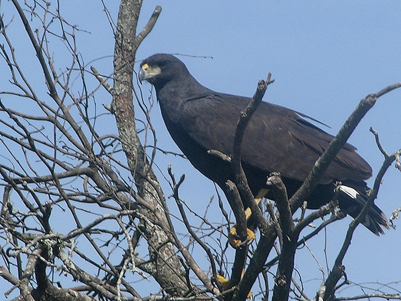Great Black Hawk (Buteogallus urubitinga) ©WikiC