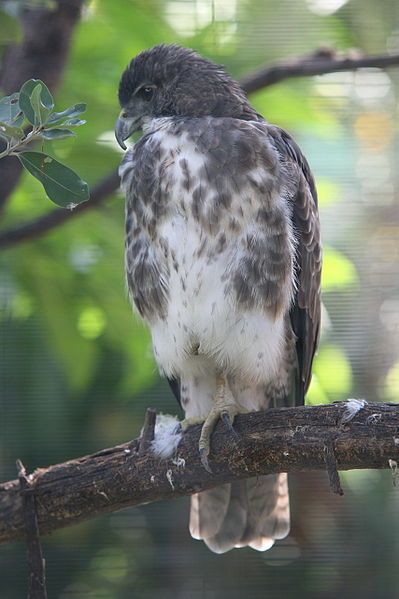 Hawaiian Hawk (Buteo solitarius) ©WikiC