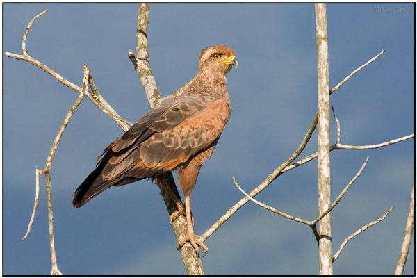 Savanna Hawk (Buteogallus meridionalis) by Daves BirdingPix