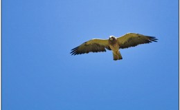 Bible Birds – Hawk&nbsp;Migration