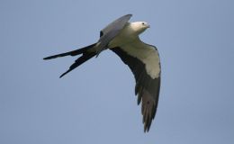 Deuteronomy 14:11-18 Visualized