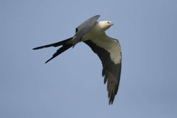 Swallow-tailed Kite (Elanoides forficatus) ©Wikipedia