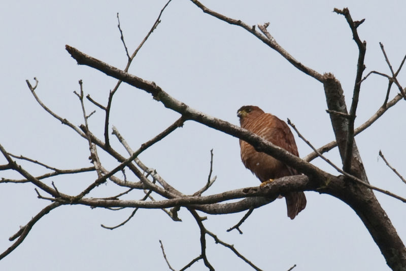 Tiny Hawk (Accipiter superciliosus) ©WikiC