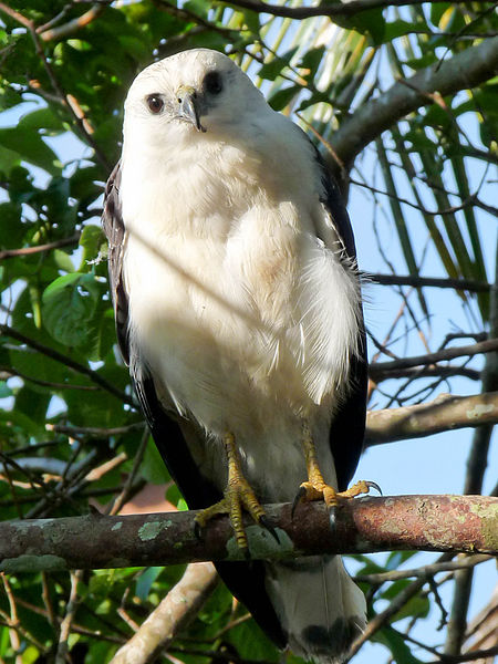 White-necked Hawk (Leucopternis lacernulatus) ©WikiC