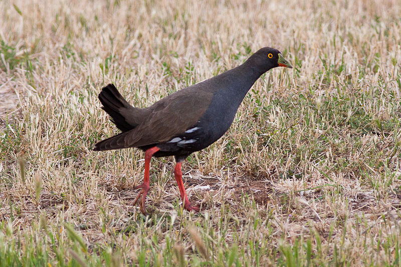 Black-tailed Nativehen (Tribonyx ventralis) ©WikiC