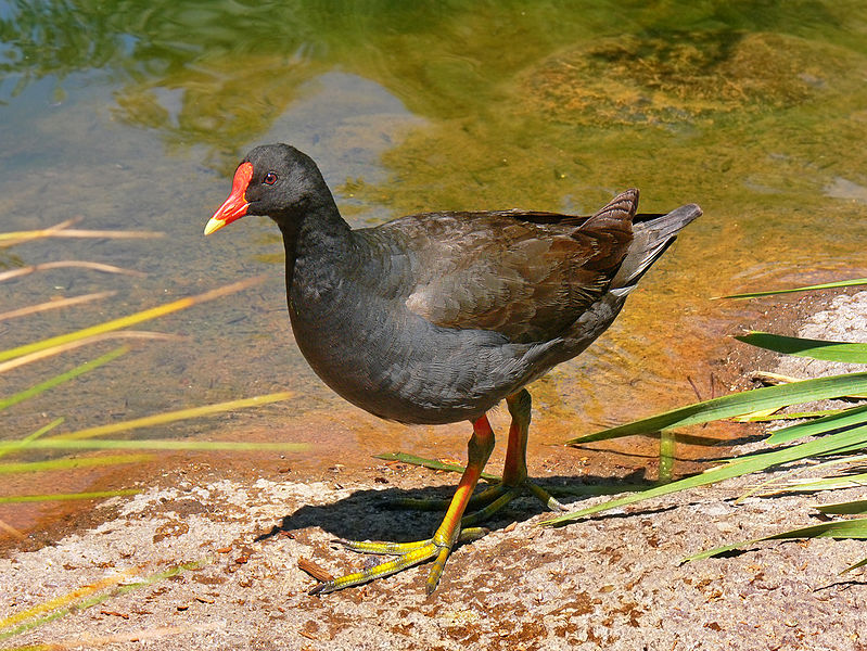 Dusky Moorhen (Gallinula tenebrosa) ©WikiC