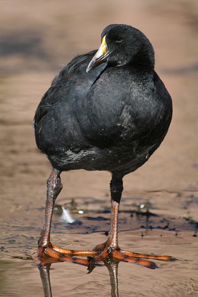 Giant Coot (Fulica gigantea) ©WikiC