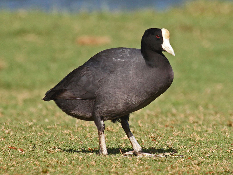 HawaiianCoot (Fulica alai) ©WikiC