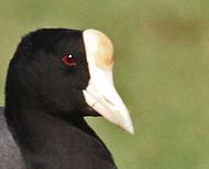 HawaiianCoot (Fulica alai) Cropped ©WikiC
