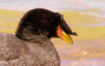 Horned Coot (Fulica cornuta) ©©Flickr Gunnar Engblom