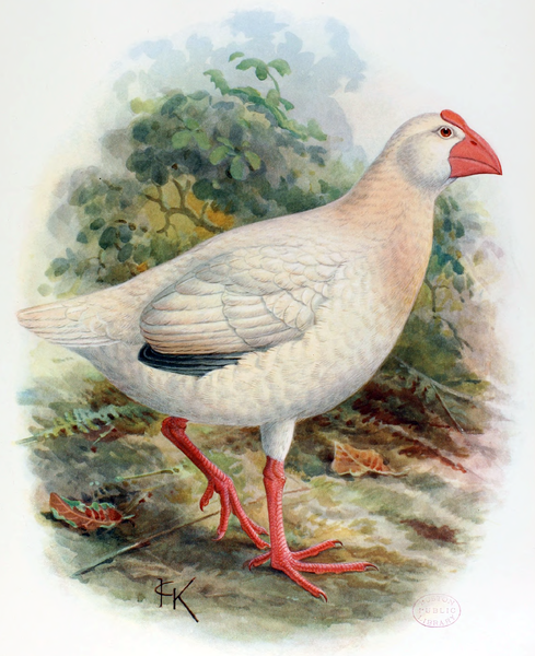 Lord Howe Swamphen or White Gallinule ©Drawing WikiC Extinct