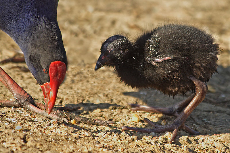 Purple Swamphen (Porphyrio porphyrio) ©WikiC parent and chick