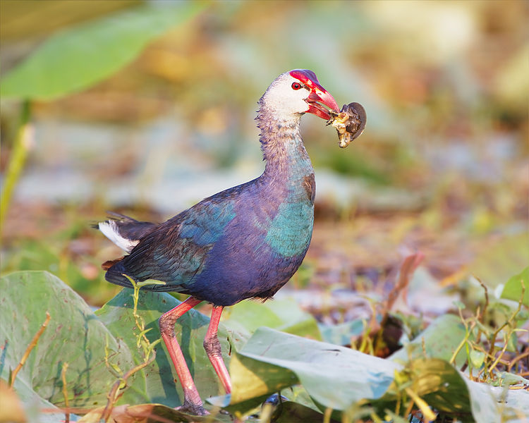 Purple Swamphen (Porphyrio porphyrio) ©WikiC