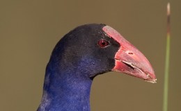 Birds of the Bible – Deuteronomy 14:16-18 III&nbsp;(WYC)