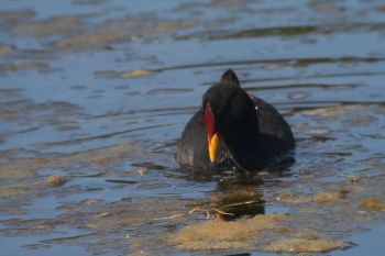 Red-fronted Coot (Fulica rufifrons) ©WikiC
