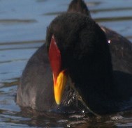 Red-fronted Coot (Fulica rufifrons) Cropped ©©Flickr Alastair Rae