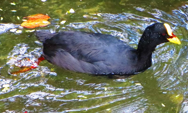 Red-gartered Coot (Fulica armillata) ©WikiC