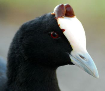 Red-knobbed Coot (Fulica cristata) Breeding ©WikiC