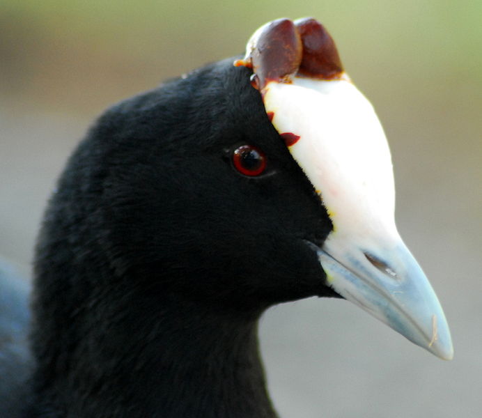 Red-knobbed Coot (Fulica cristata) Breeding ©WikiC