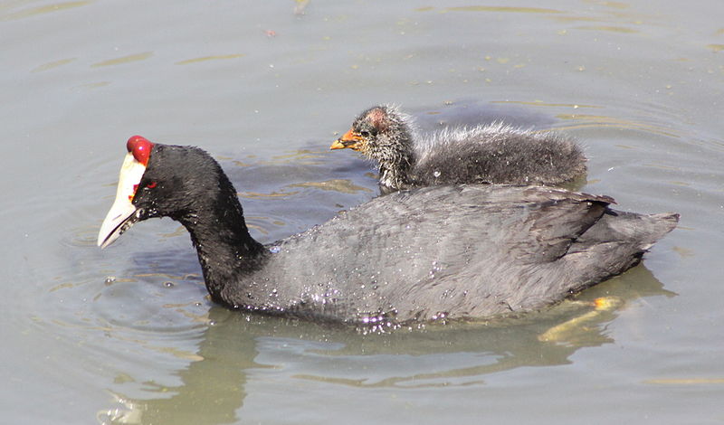 Red-knobbed Coot (Fulica cristata) ©WikiC adult_and_chick