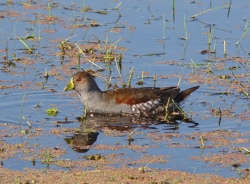 Spot-flanked Gallinule (Gallinula melanops) ©WikiC