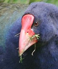 Takahe (Porphyrio hochstetteri) Cropped ©WikiC