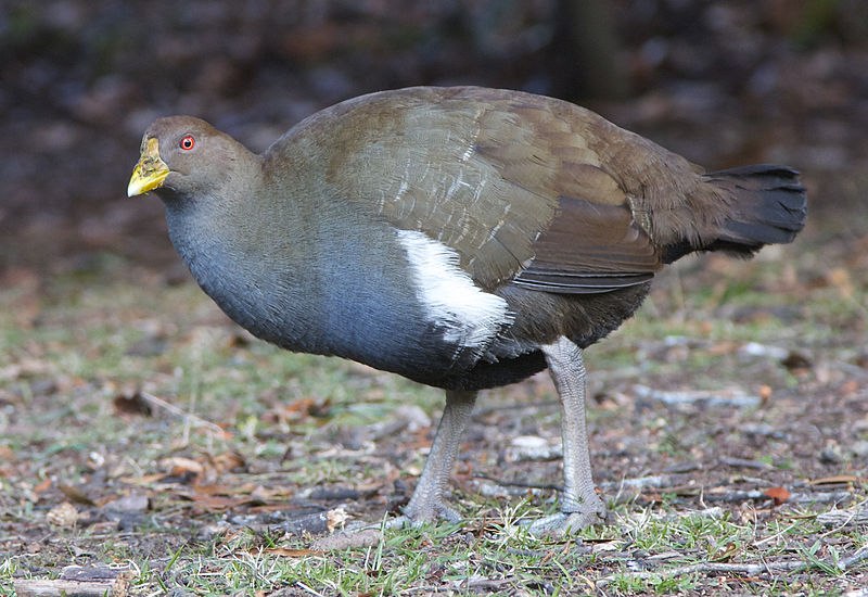 Tasmanian Nativehen (Tribonyx mortierii) ©WikiC