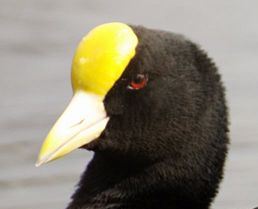 White-winged Coot (Fulica leucoptera) Cropped ©WikiC