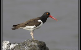Child’s Book of Water Birds ~ The Oyster&nbsp;Catcher