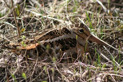 American Woodcock (Scolopax minor) ©WikiC