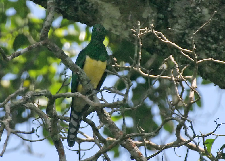 African Emerald Cuckoo (Chrysococcyx cupreus) ©WikiC