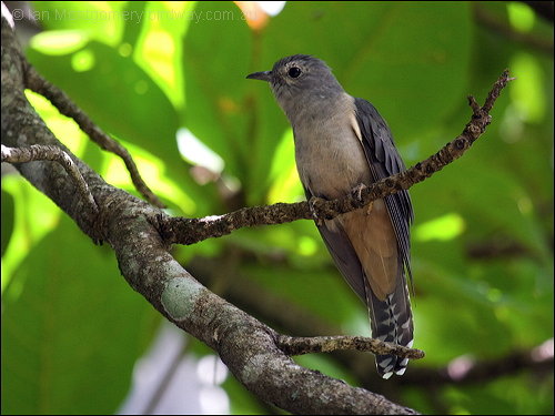 Brush Cuckoo (Cacomantis variolosus) by Ian
