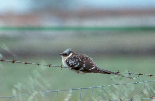 Great Spotted Cuckoo (Clamator glandarius) ©ArthurGrosset