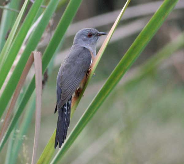 Plaintive Cuckoo (Cacomantis merulinus) by Peter Ericsson