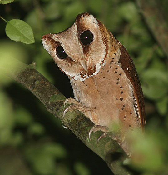 Oriental Bay Owl (Phodilus badius) by Peter Ericisson