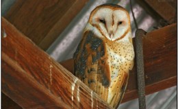 The Owl’s Library – By Emma&nbsp;Foster