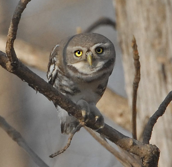 Forest Owlet (Heteroglaux blewitti)